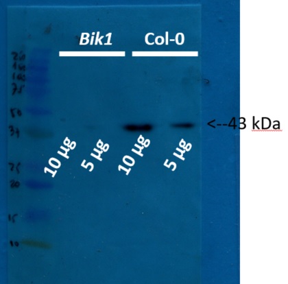 Western blot using anti-BIK1 antibodies